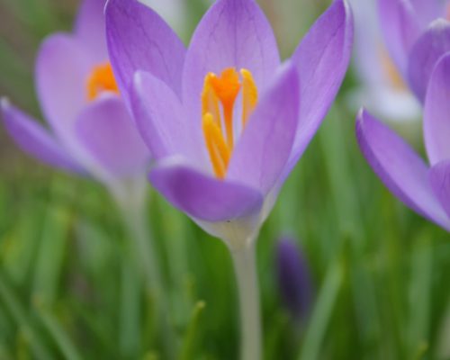 wnk1029-crocus-2618741